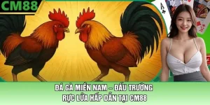 Đá Gà Miền Nam Tại CM88 – Đấu Trường Rực Lửa Hấp Dẫn