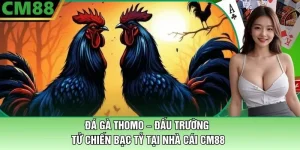 Đá Gà Thomo Tại Nhà Cái CM88 – Đấu Trường Tử Chiến Bạc Tỷ