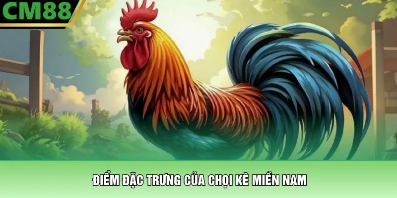 Điểm đặc trưng của chọi kê miền Nam