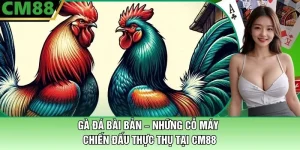 Gà Đá Bài Bản Tại CM88 – Những Cỗ Máy Chiến Đấu Thực Thụ