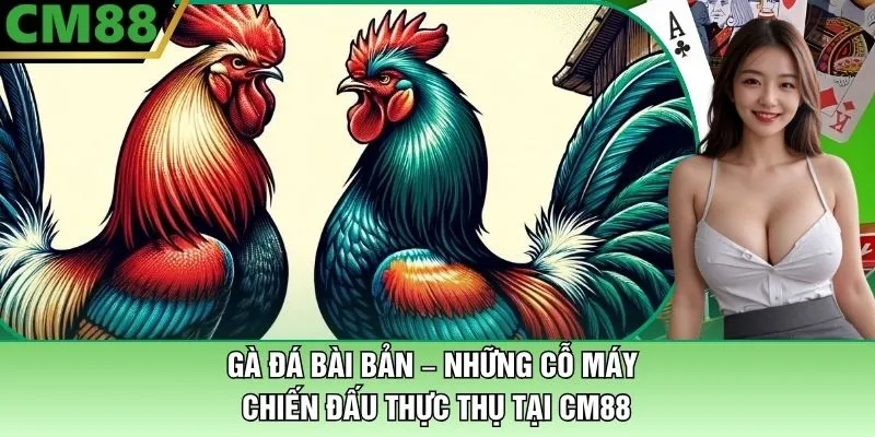 Gà Đá Bài Bản Tại CM88 – Những Cỗ Máy Chiến Đấu Thực Thụ