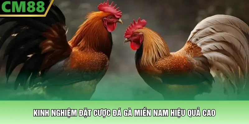 Kinh nghiệm đặt cược đá gà miền Nam hiệu quả cao