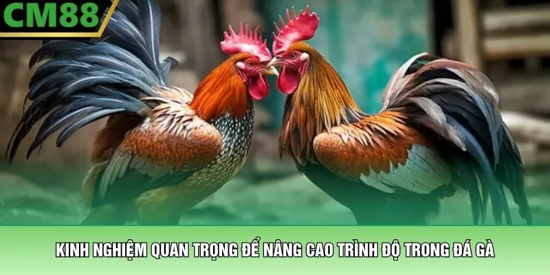 Kinh nghiệm quan trọng để nâng cao trình độ trong đá gà