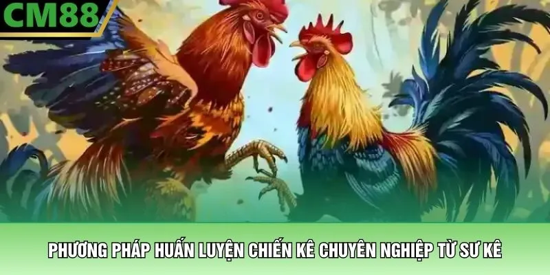 Phương pháp huấn luyện chiến kê chuyên nghiệp từ sư kê