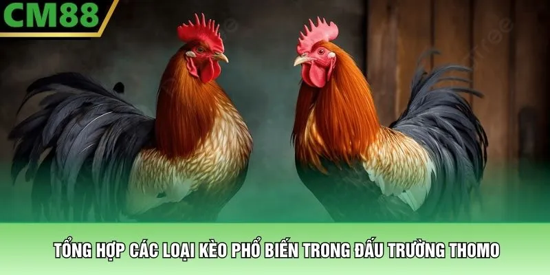 Tổng hợp các loại kèo phổ biến trong đấu trường Thomo
