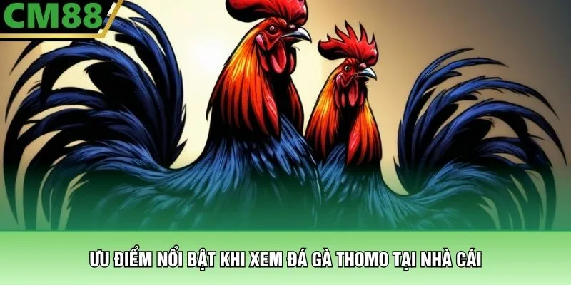Ưu điểm nổi bật khi xem đá gà thomo tại nhà cái